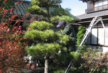 樹木の剪定